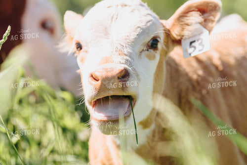 Hereford Calf in Pasture 68067