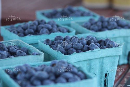 Blueberries in Punnet 73010