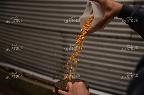 Farmer Testing Corn Moisture On-farm Storage 25552