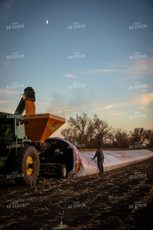 Bagging Harvested Corn 268255