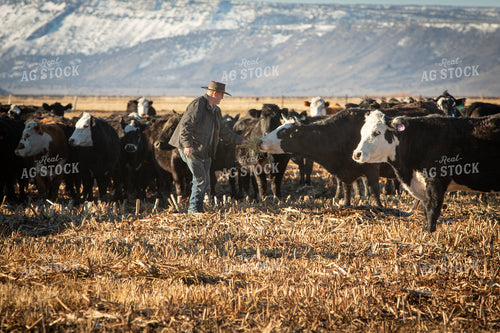 Rancher with Cattle 78181