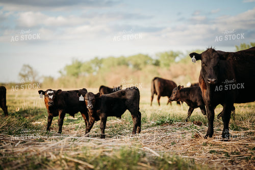 Cow Calf Pairs on Pasture 196306