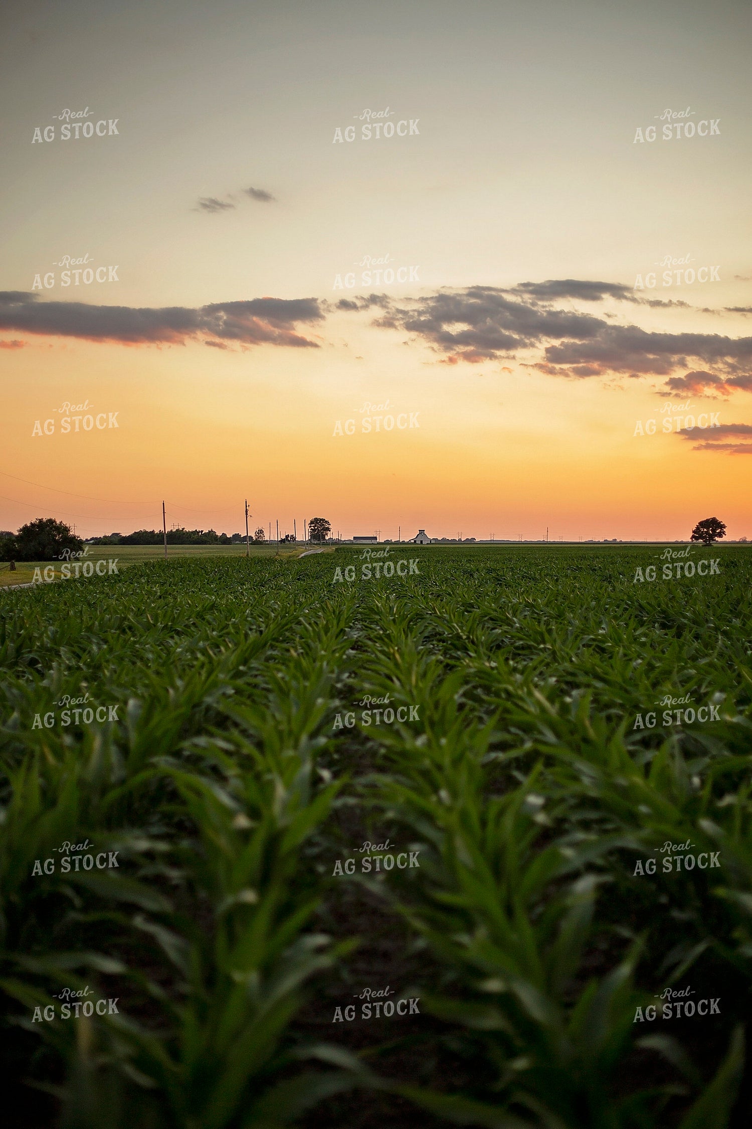 Mid-Season Corn 93026