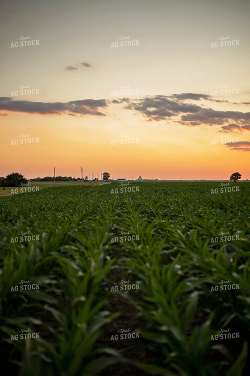 Mid-Season Corn 93026
