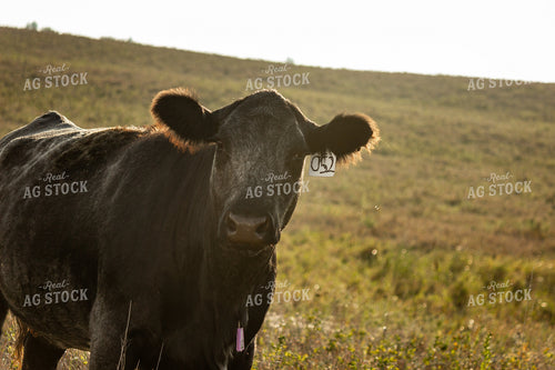 Blue Roan Cattle 155060