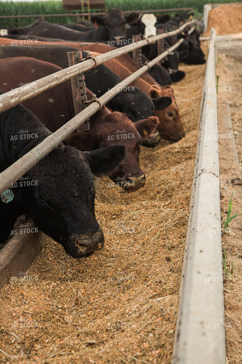 Cattle Eating Feed Ration 67477