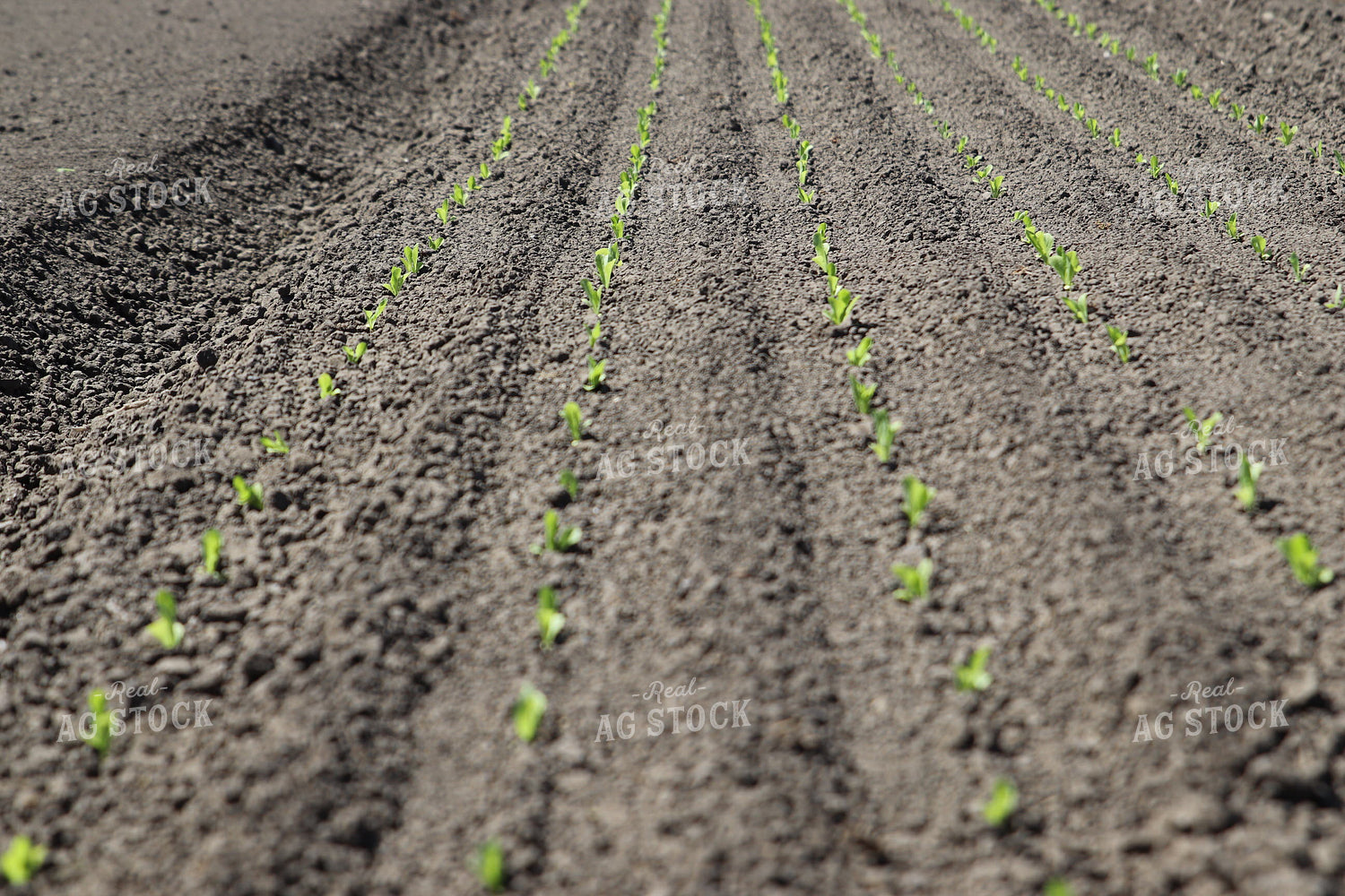 Planted Artichokes 102126