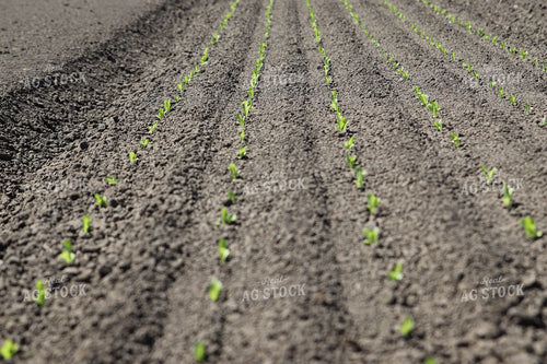 Planted Artichokes 102126