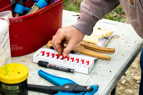 Working Cattle 214263