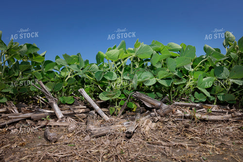 Midseason Soybeans 129104