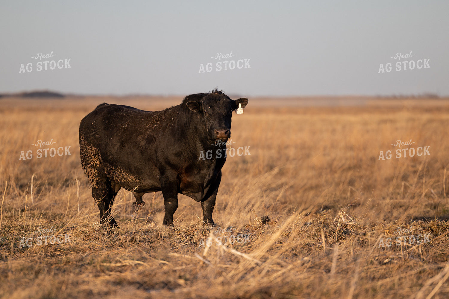 Angus Bull on Pasture 72125