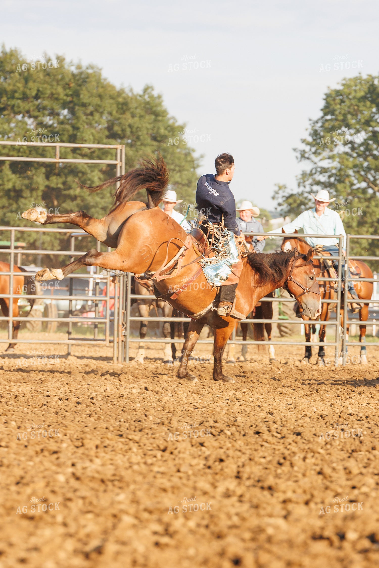 Rodeo 295134
