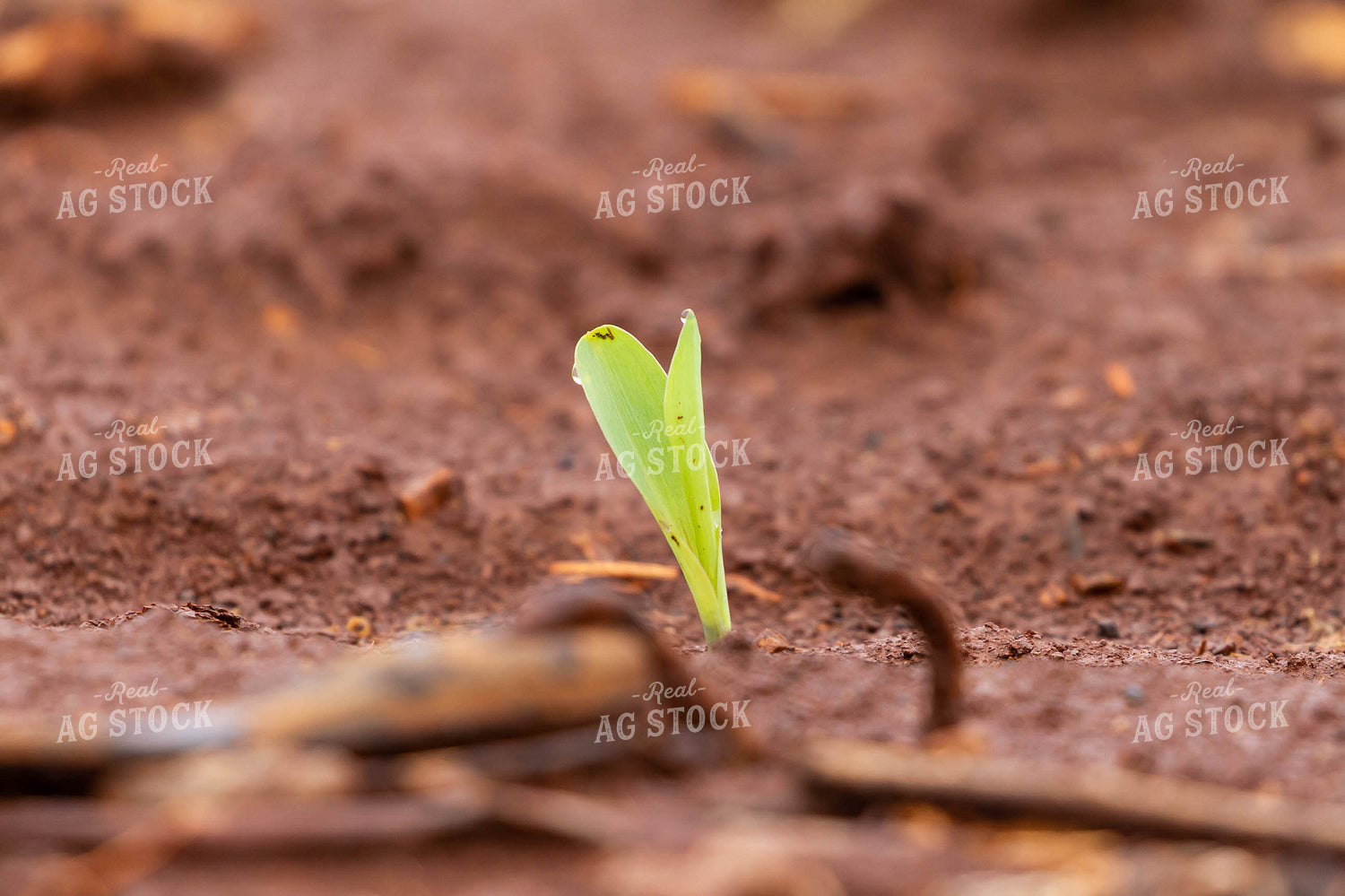 Corn Plant Sprouting 79259