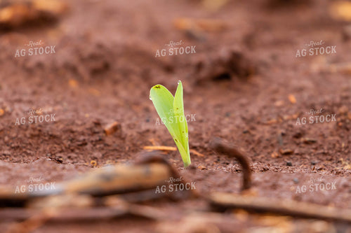 Corn Plant Sprouting 79259