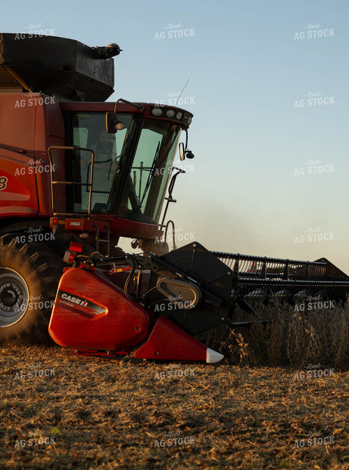 Case IH Combine Harvesting Soybeans at Golden Hour 409023