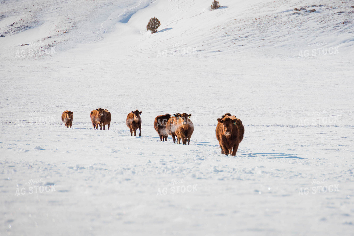 Angus Cows in Snowy Pasture 97129