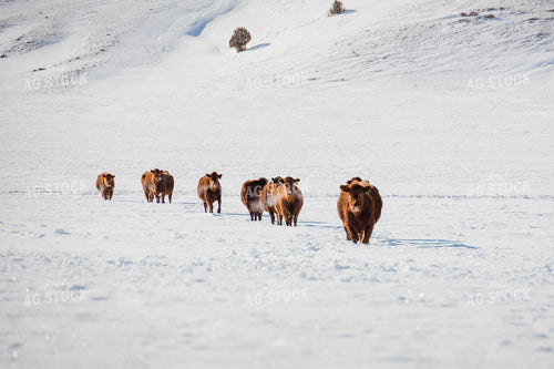 Angus Cows in Snowy Pasture 97129