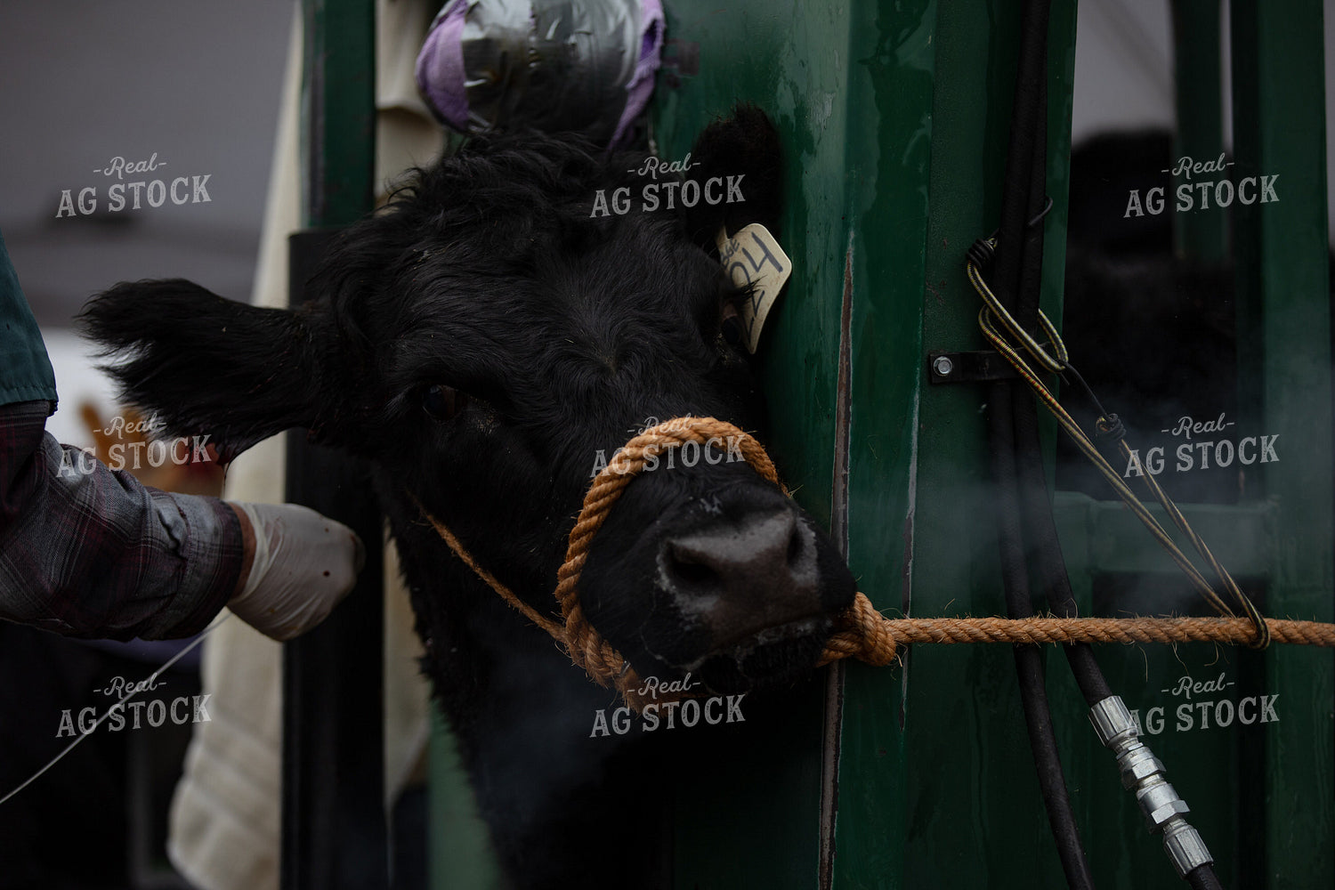 Working Cattle 304054