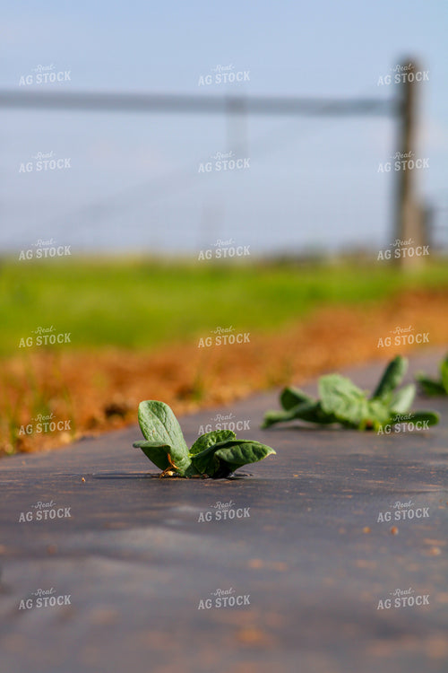 Vegetables Planted 208003