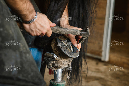 Farrier Fitting Horseshoes 52717