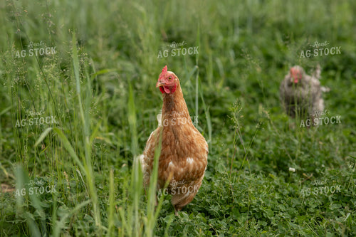 Free Range Chickens 76617