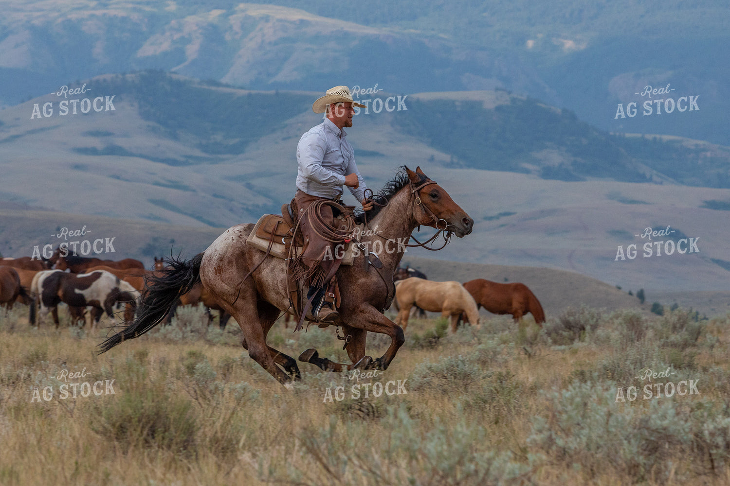 Cowboy Herding Horses 290061