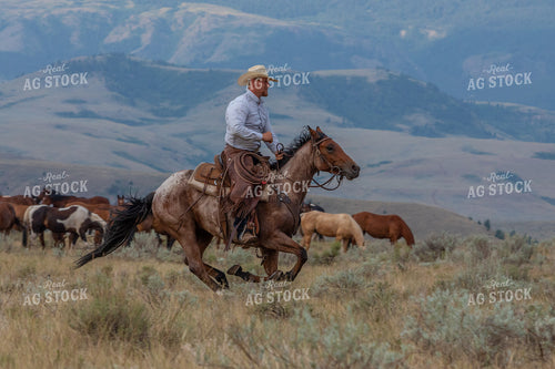 Cowboy Herding Horses 290061