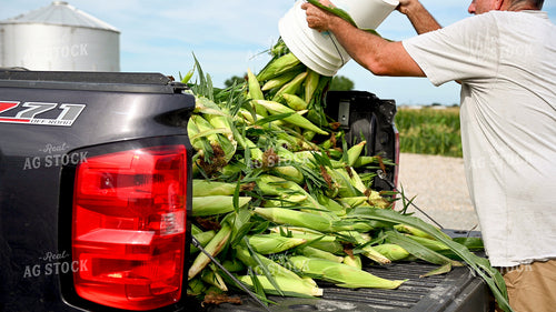 Picking Sweer Corn 25257
