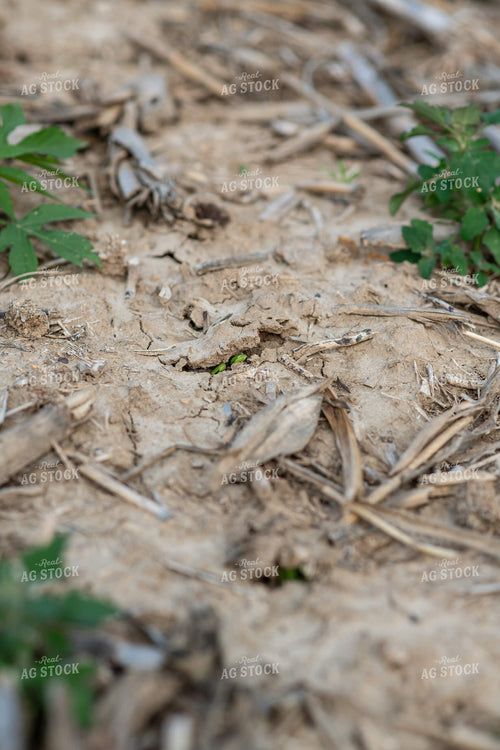 Emerging Soybeans 76681