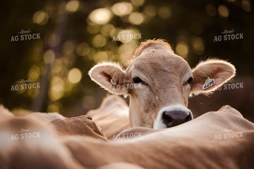 Brown Swiss Cattle 195021