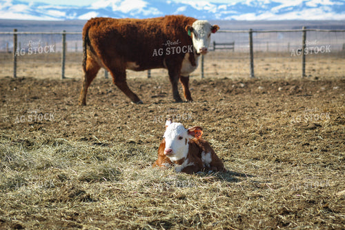 Hereford Cow and Calf Pair 78105