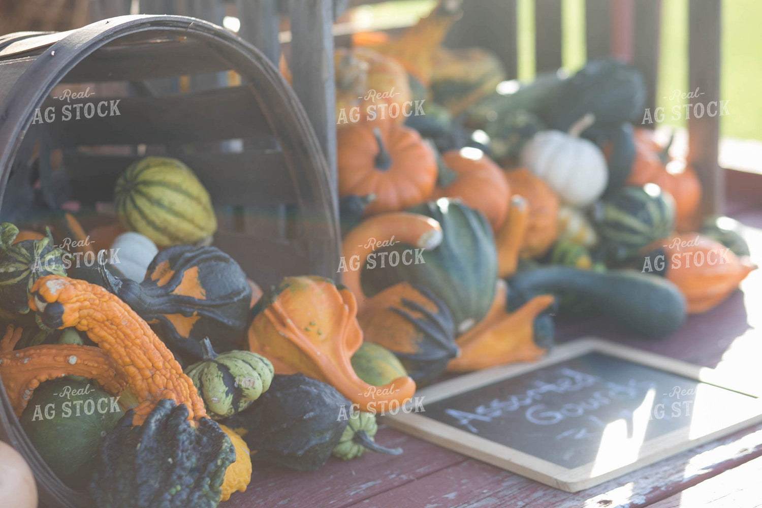 Assorted Gourds in Baskets 73028
