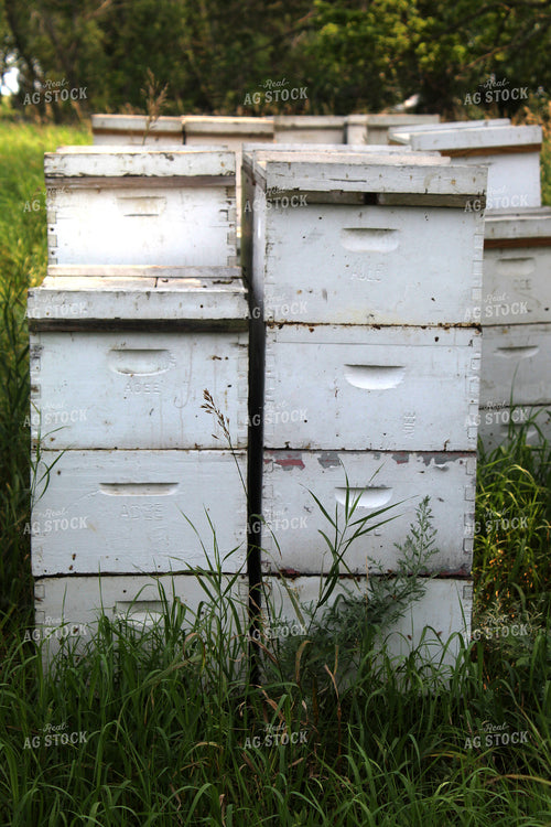 Bee Hives 141155