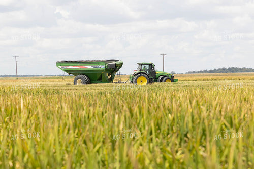 Rice Harvest 79396