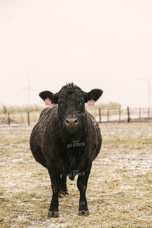 Angus Cattle in Winter 70088