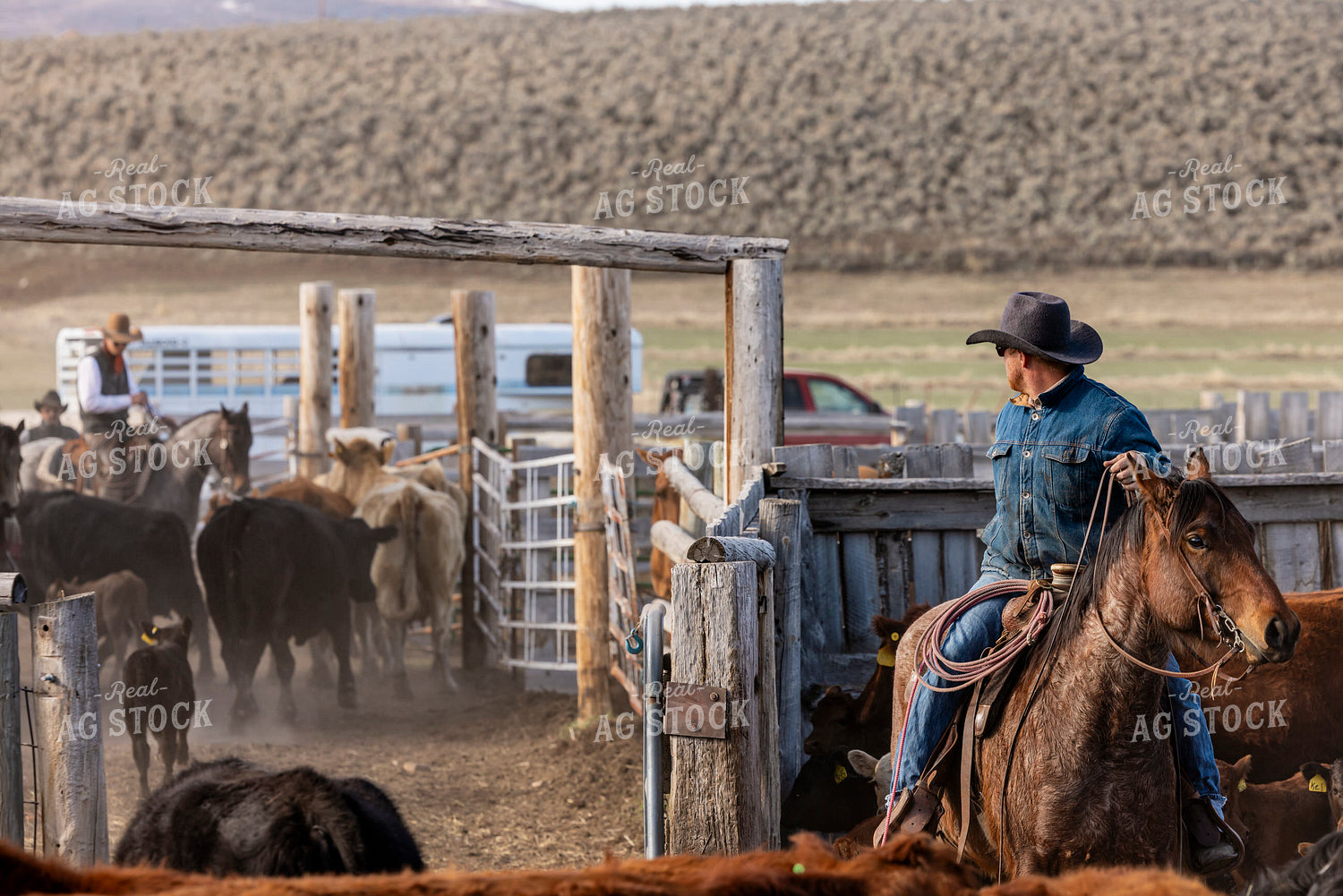 Gathering Cattle on Horseback 200046