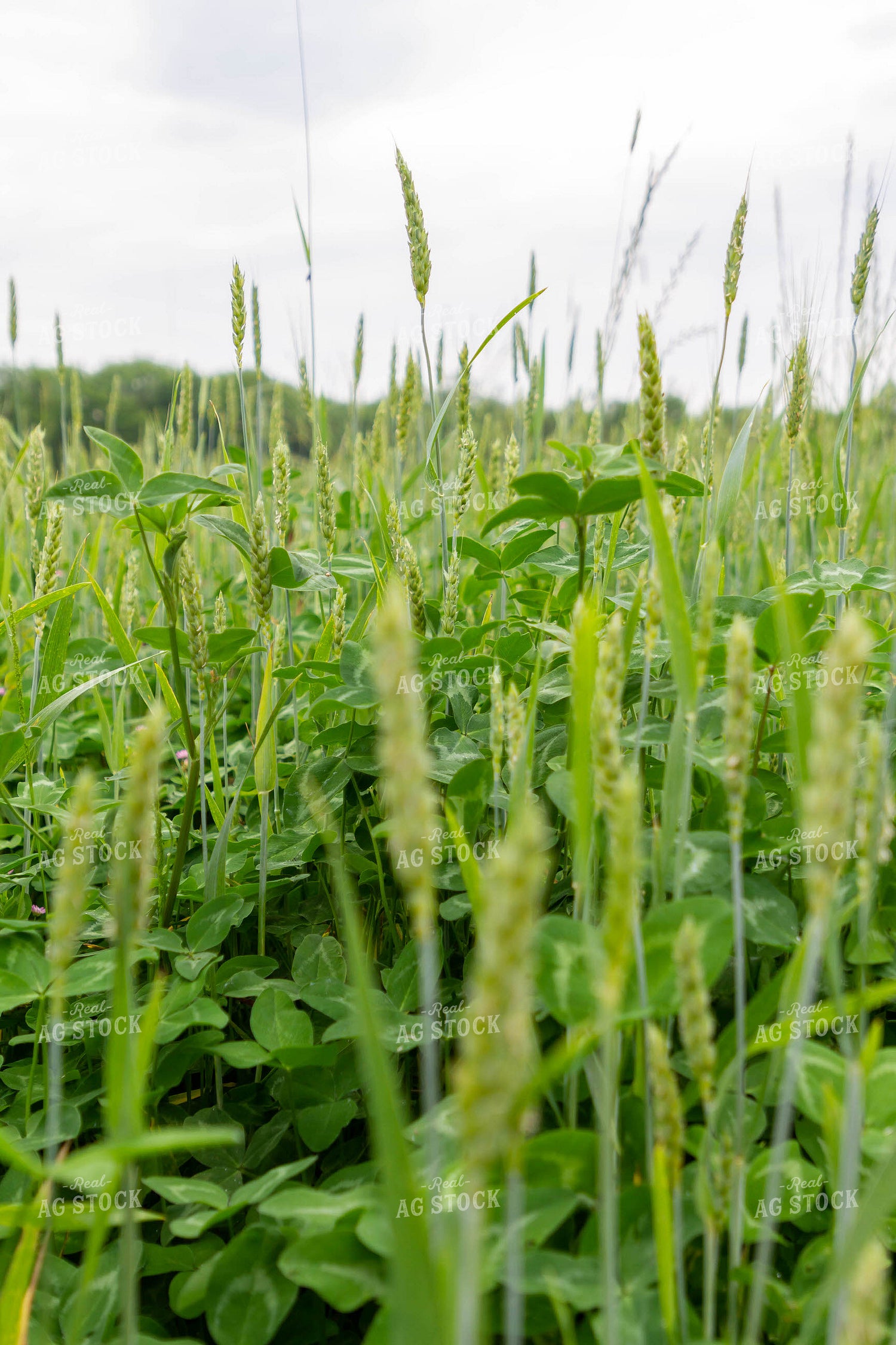 Clover Grows Amongst Grasses 79278