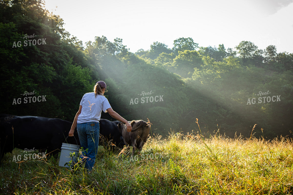Cattle Producer Checking Herd on Pasture 268406