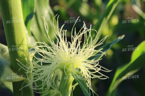Corn Silks 104013