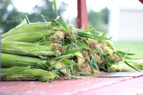 Stacked Sweet Corn 730730