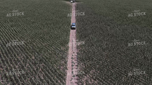 Driving Through Wind Damaged Corn 239371