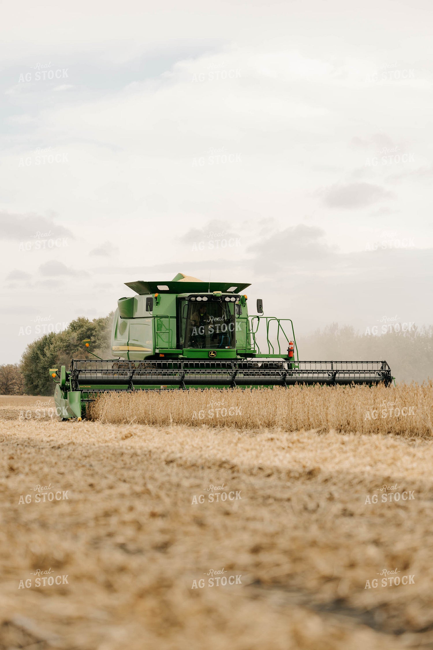 Harvesting Soybeans 152887