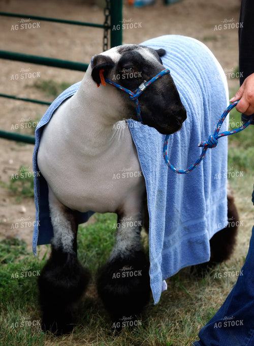Youth Sheep Show 141717