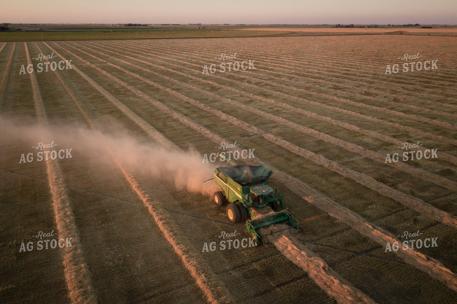 Harvesting Wheat Swaths 135044