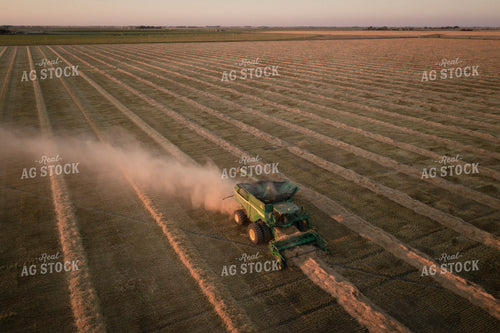 Harvesting Wheat Swaths 135044