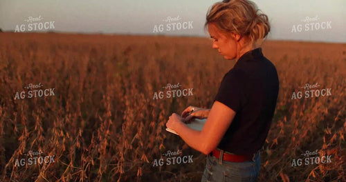 Female Agronomist Walking Soybean Field 8678