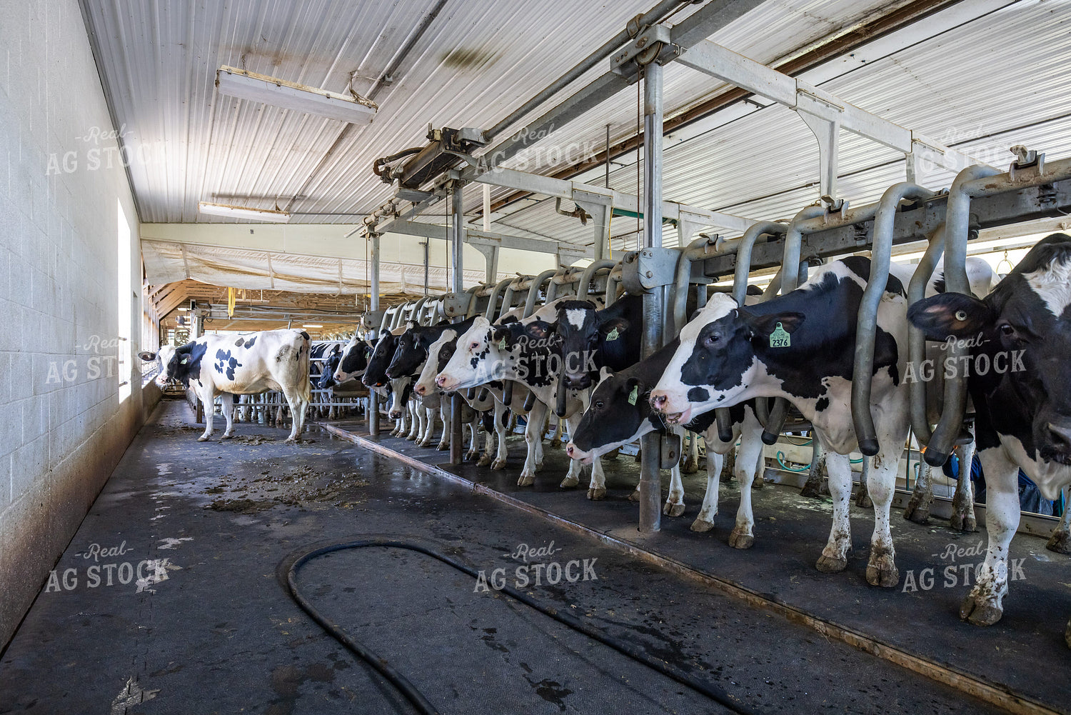 Milking Parlor 270340