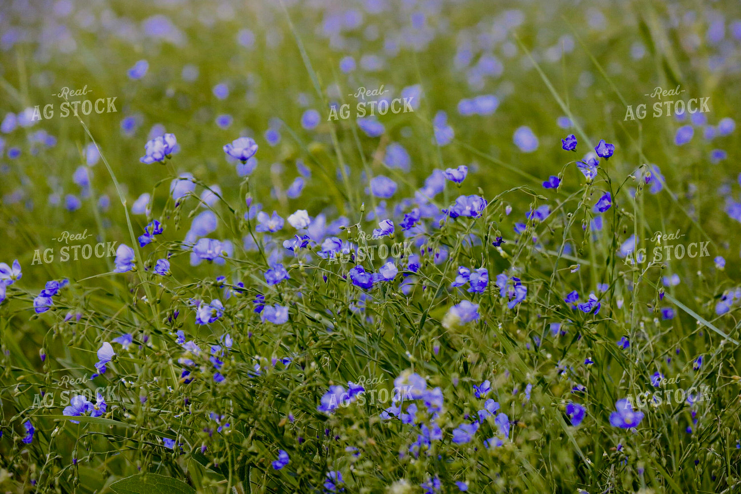 Flowers in Pasture 299264