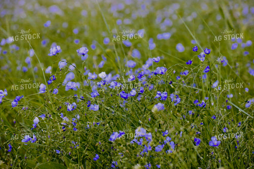 Flowers in Pasture 299264