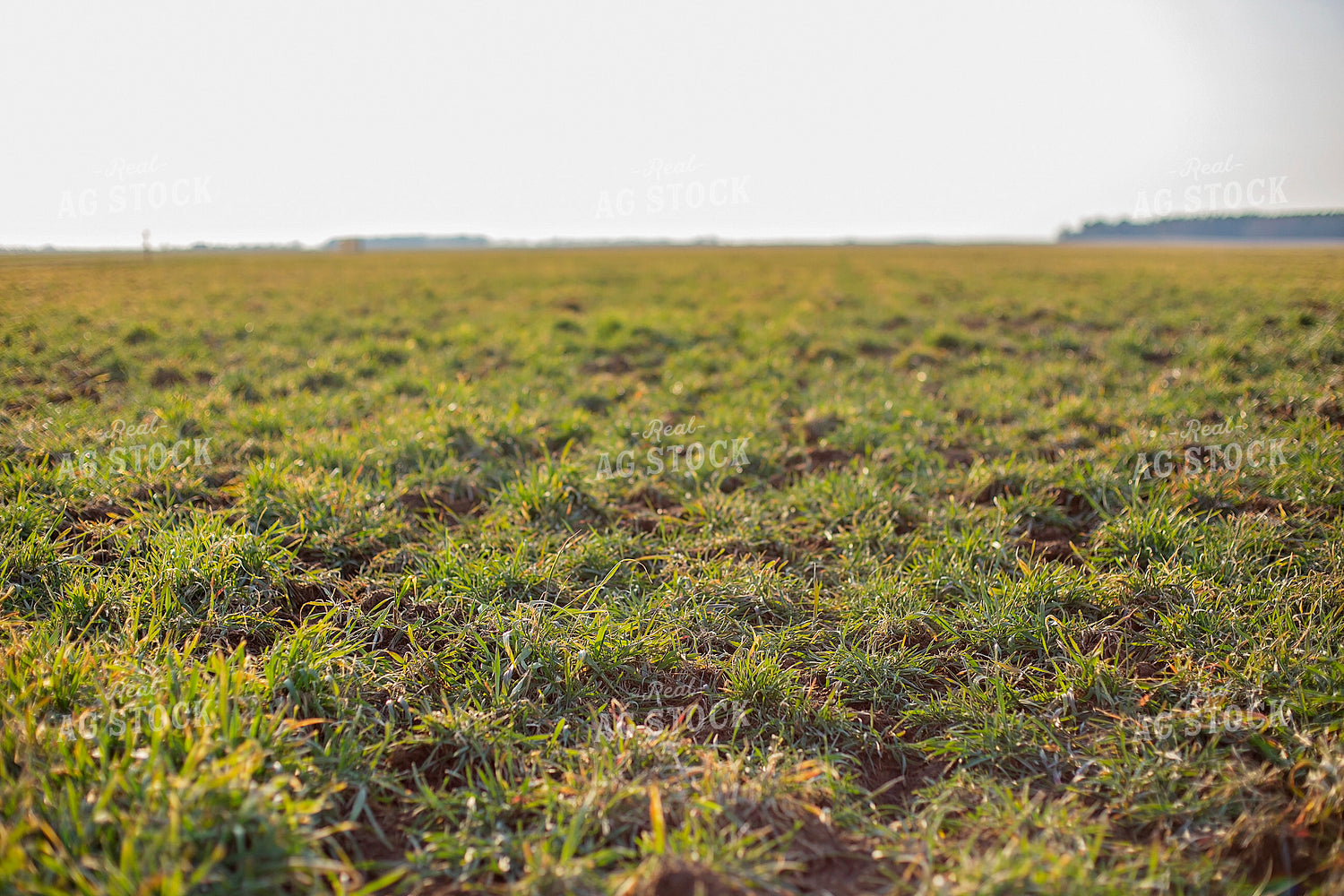 Midseason Rye 93261